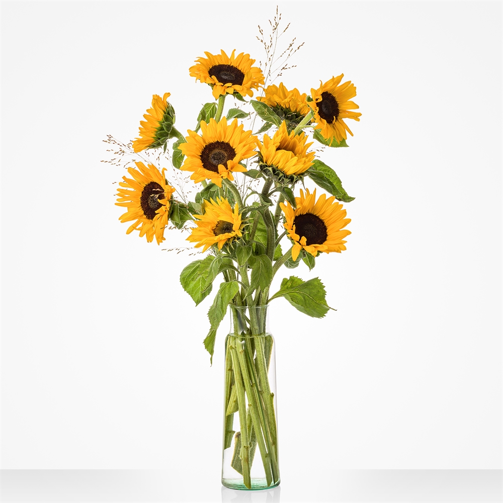 Zonnebloemen